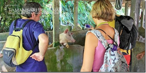 Taman Sari Buwana - livestock breeding Taman Sari Buwana - livestock breeding