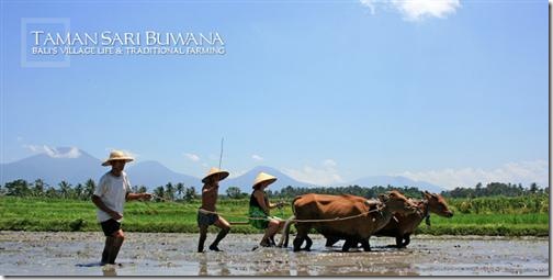 Taman Sari Buwana - cultivate paddy soil Taman Sari Buwana - cultivate paddy soil