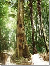 tana toraja - tree cemetery - bayi kambira