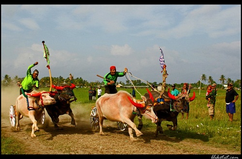 makepung - buffalo race at jembrana bali